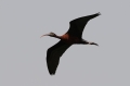 Zwarte Ibis 3